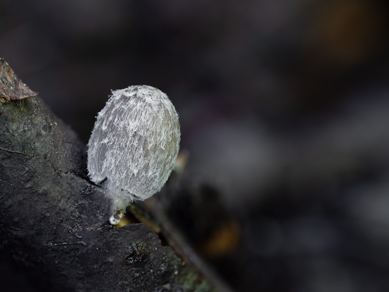 Coprinopsis echinospora Leucoagaricus pilatianus